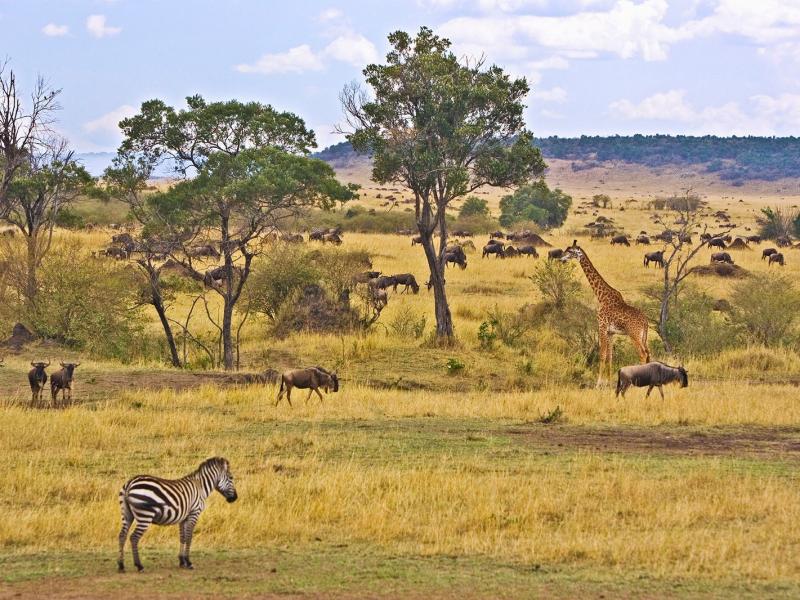 Safari in Kenya