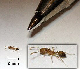 фараонів мураха   Фараонів мураха Monomorium pharaonis   наукова класифікація   Міжнародне наукове назву   Monomorium pharaonis (   Linnaeus   , 1758)   фараонів мураха   [1]   [2]   , Або будинковий мураха   [2]   , Або корабельний мураха   [2]   (   лат