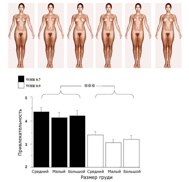 Ось моделі: три зліва - із середнім, малим і великим розмірами грудей і WHR 0,7, три праворуч - з WHR 0,9